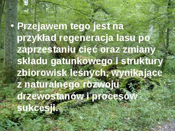 Białowieski Park Narodowy - Slide 12