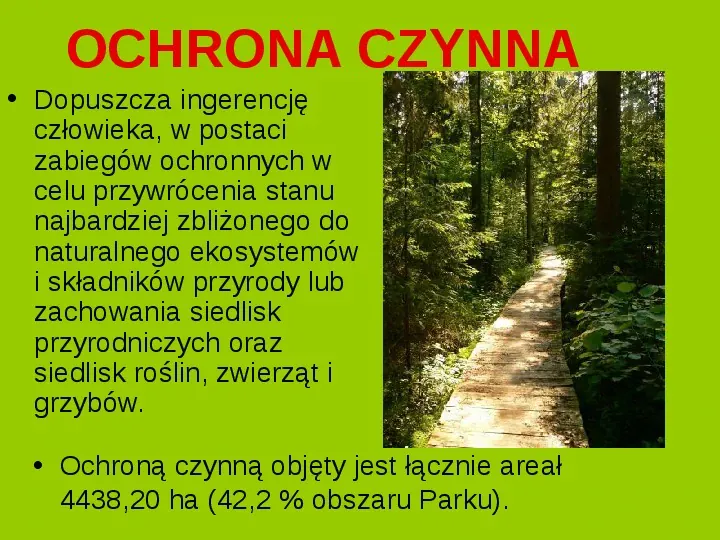 Białowieski Park Narodowy - Slide 13