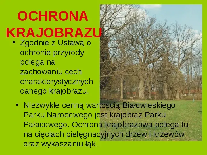 Białowieski Park Narodowy - Slide 15