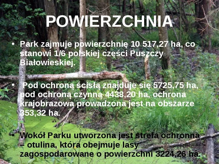 Białowieski Park Narodowy - Slide 4