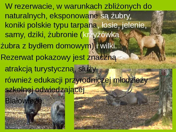 Białowieski Park Narodowy - Slide 7