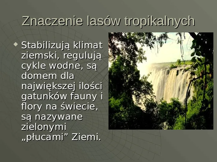 Wilgotny las równikowy - Slide 7