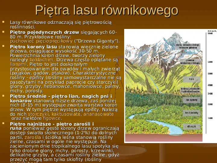 Wilgotny las równikowy - Slide 9