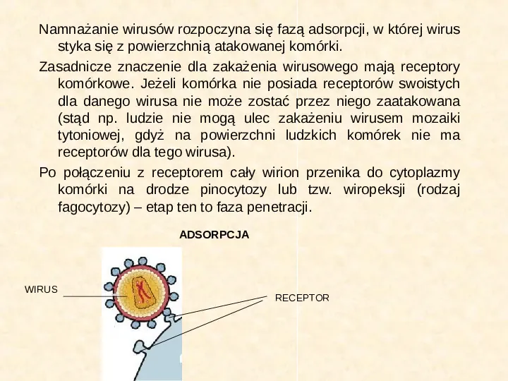 Wirusy - Slide 11
