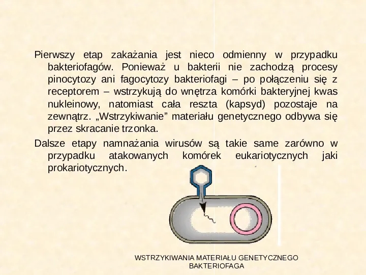 Wirusy - Slide 12