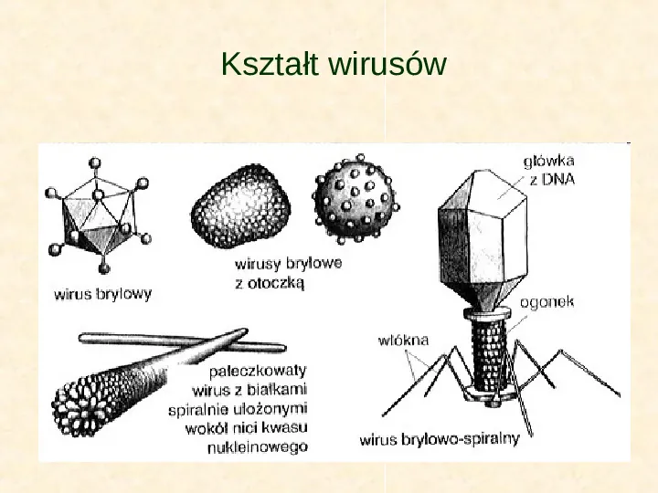 Wirusy - Slide 8