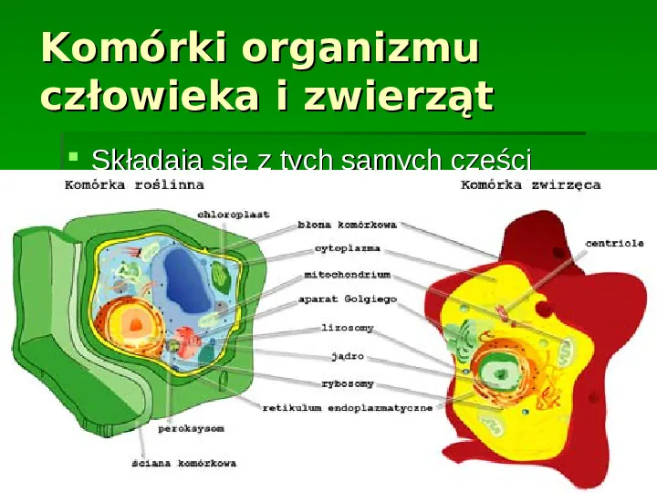 Wszystkie organizmy zbudowane są z komórek - Slide 11