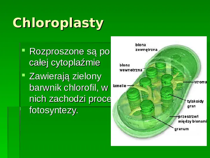 Wszystkie organizmy zbudowane są z komórek - Slide 18
