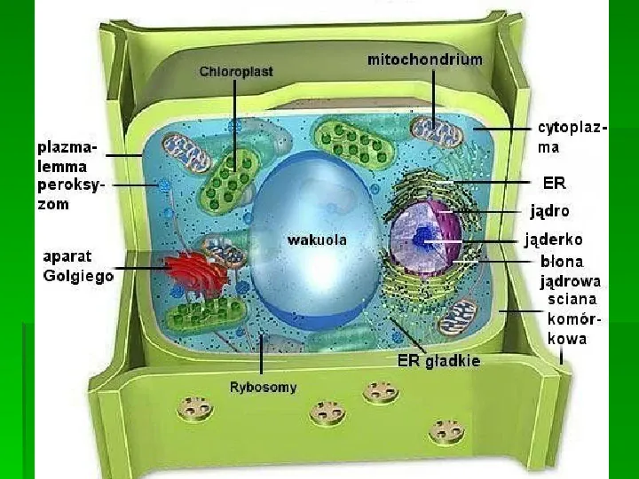 Wszystkie organizmy zbudowane są z komórek - Slide 7