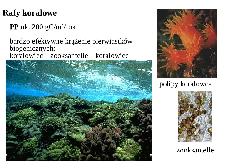 Wybrane ekosystemy morskie - Slide 23