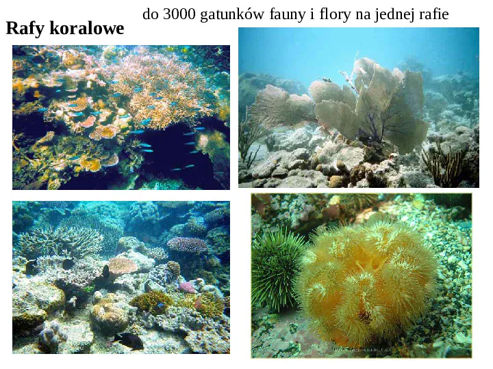 Wybrane ekosystemy morskie - Slide 26