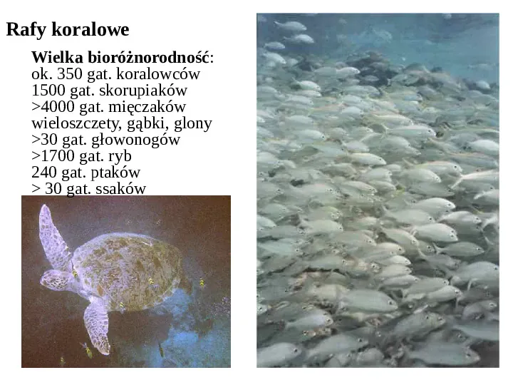 Wybrane ekosystemy morskie - Slide 27