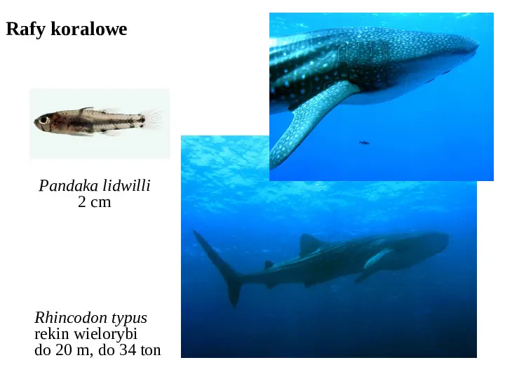 Wybrane ekosystemy morskie - Slide 28