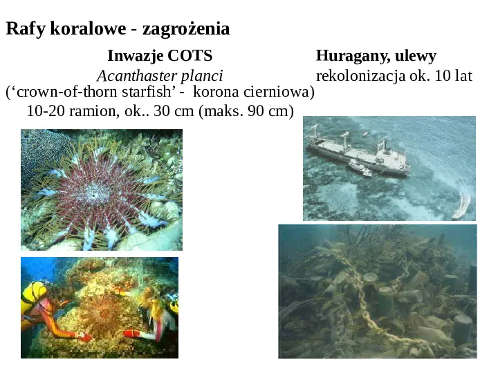 Wybrane ekosystemy morskie - Slide 31