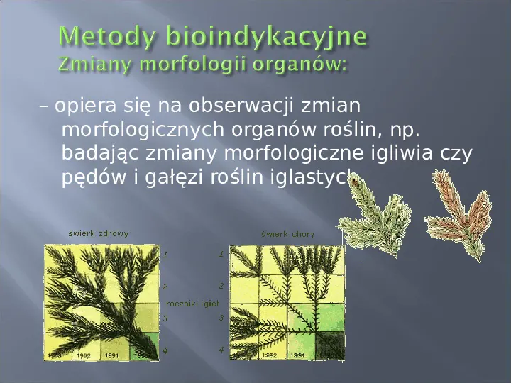 Wykorzystanie roślin w bioindykacji skażeń - Slide 20