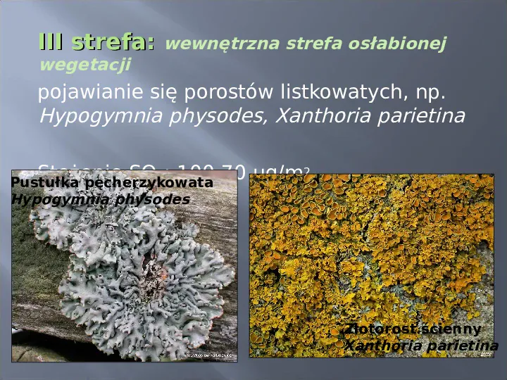 Wykorzystanie roślin w bioindykacji skażeń - Slide 32