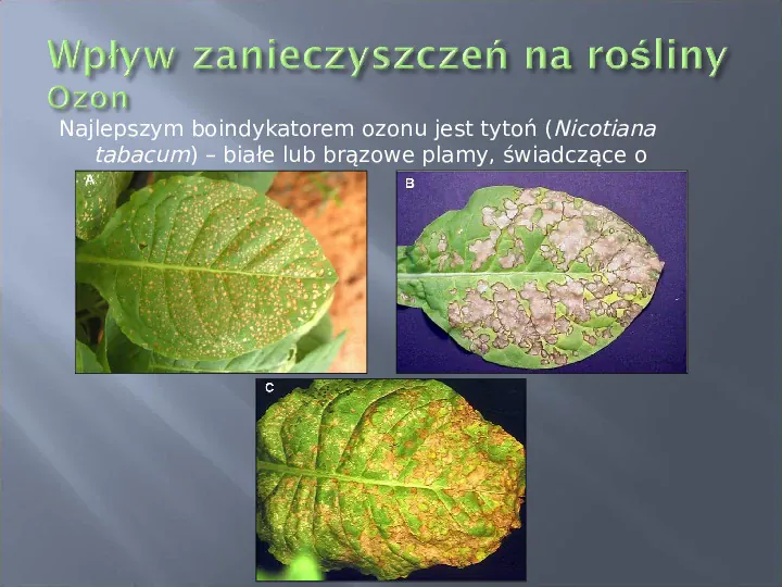 Wykorzystanie roślin w bioindykacji skażeń - Slide 54