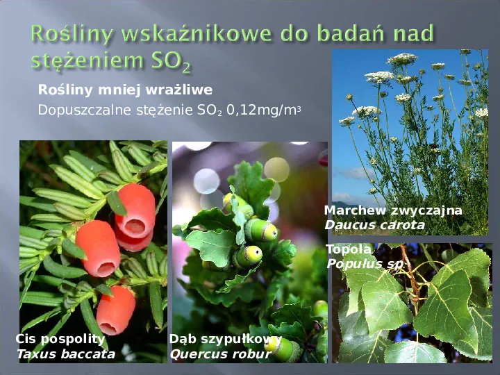 Wykorzystanie roślin w bioindykacji skażeń - Slide 58