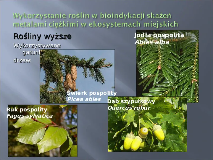 Wykorzystanie roślin w bioindykacji skażeń - Slide 64