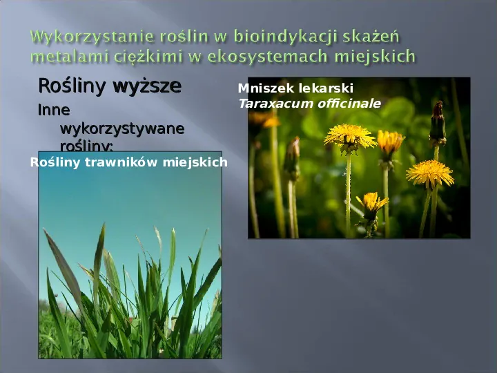 Wykorzystanie roślin w bioindykacji skażeń - Slide 65