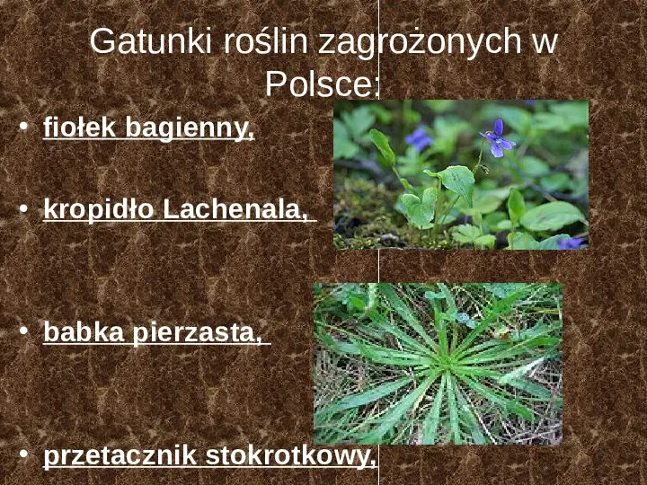 Rośliny, zwierzęta w Polsce i na świecie - gatunki zagrożone i wymarłe - Slide 10