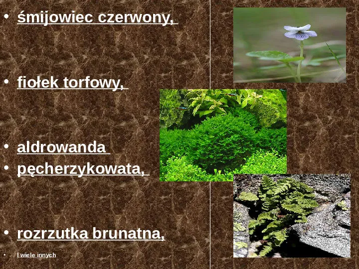 Rośliny, zwierzęta w Polsce i na świecie - gatunki zagrożone i wymarłe - Slide 11
