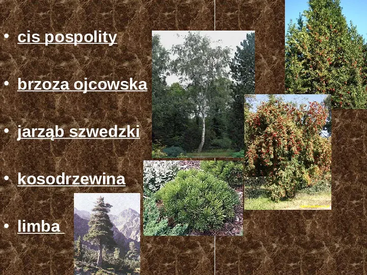 Rośliny, zwierzęta w Polsce i na świecie - gatunki zagrożone i wymarłe - Slide 12