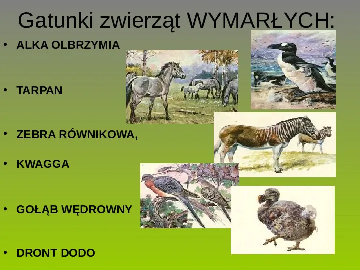 Rośliny, zwierzęta w Polsce i na świecie - gatunki zagrożone i wymarłe - Slide 13