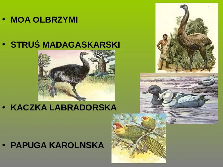Rośliny, zwierzęta w Polsce i na świecie - gatunki zagrożone i wymarłe - Slide 15
