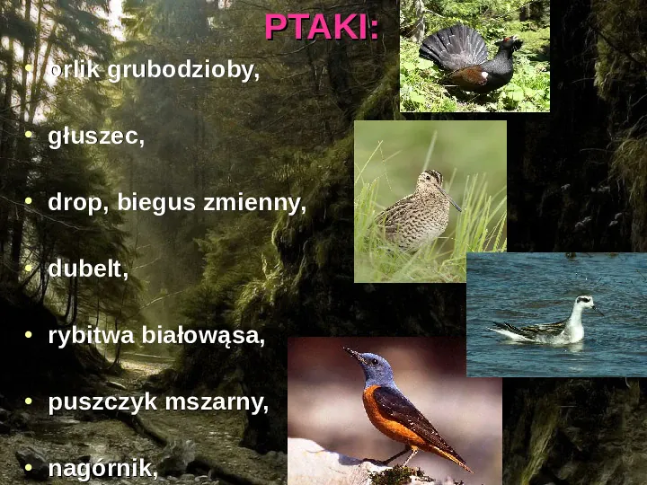 Rośliny, zwierzęta w Polsce i na świecie - gatunki zagrożone i wymarłe - Slide 6
