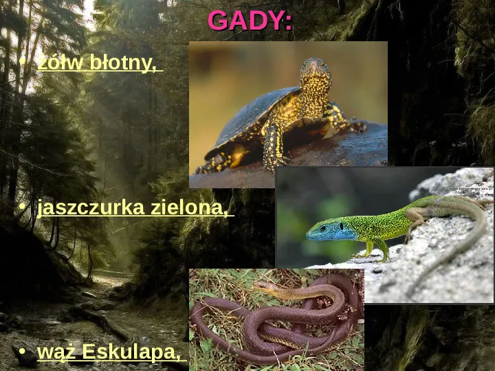 Rośliny, zwierzęta w Polsce i na świecie - gatunki zagrożone i wymarłe - Slide 7