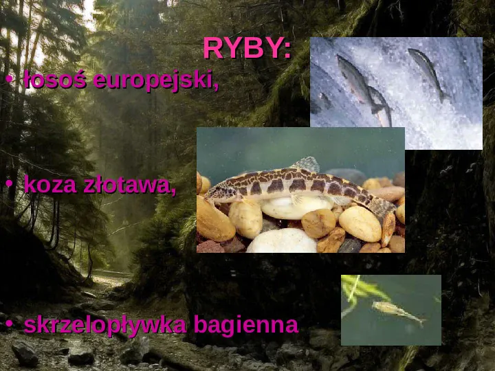 Rośliny, zwierzęta w Polsce i na świecie - gatunki zagrożone i wymarłe - Slide 8