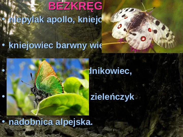 Rośliny, zwierzęta w Polsce i na świecie - gatunki zagrożone i wymarłe - Slide 9