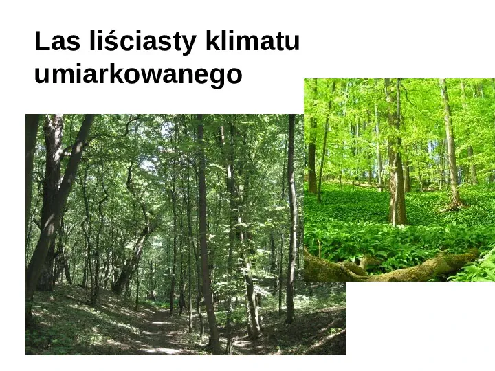 Ekologia i ochrona środowiska - Slide 26