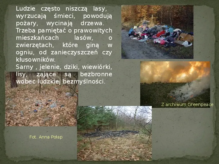 Las i jego mieszkańcy - Slide 28