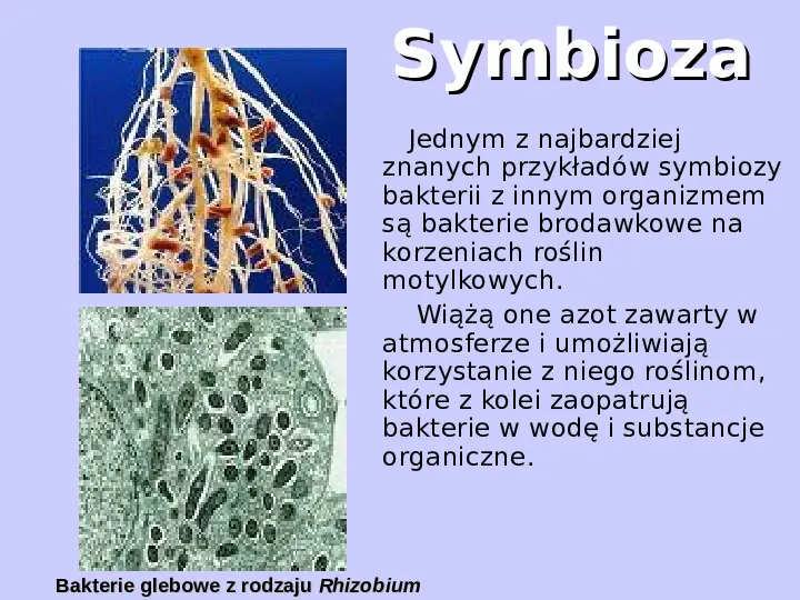 Bakterie - Slide 14