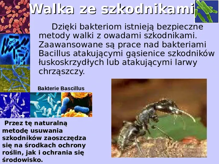 Bakterie - Slide 16