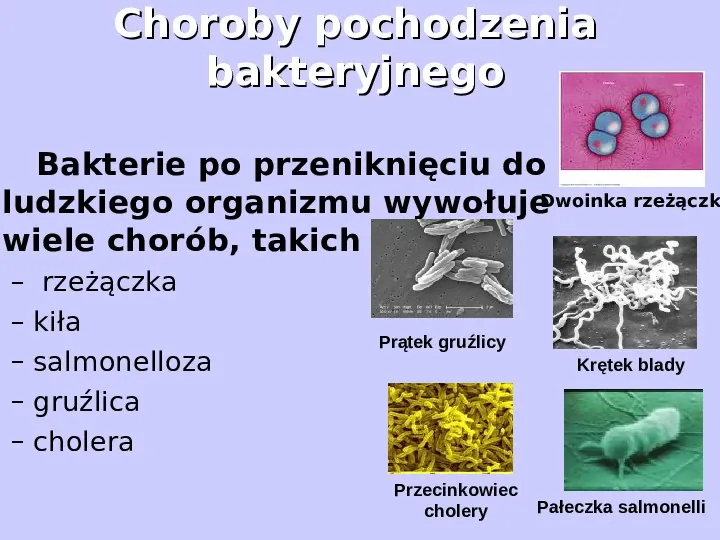 Bakterie - Slide 24