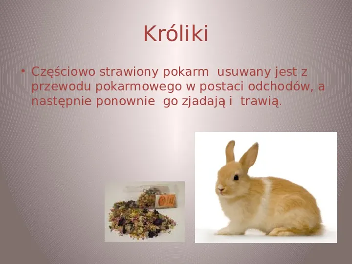Zwierzęta są przystosowane do pobierania  różnorodnego pokarmu - Slide 18