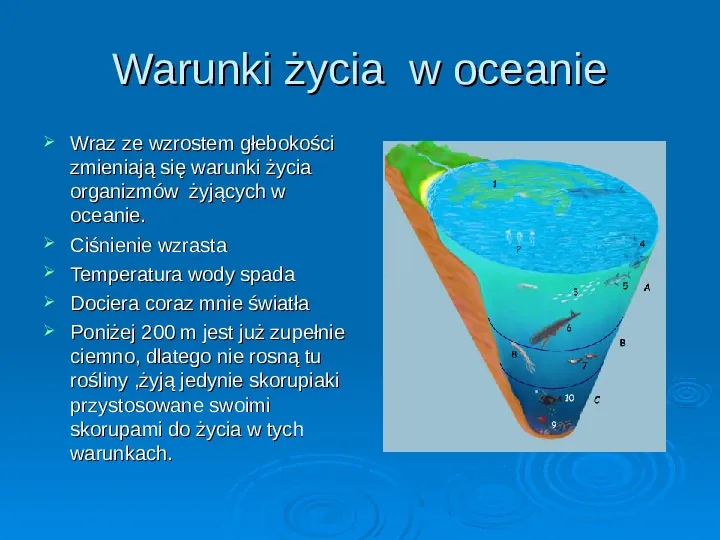 Życie w morzach i oceanach - Slide 23