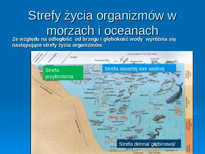 Życie w morzach i oceanach - Slide 3