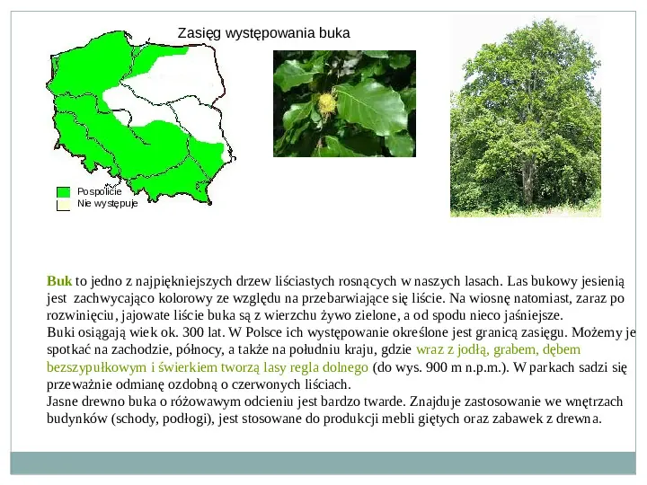 Świat roślinny i zwierzęcy w Polsce - Slide 10