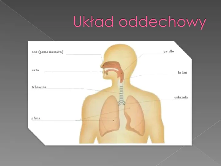 Choroby układu oddechowego - Slide 3