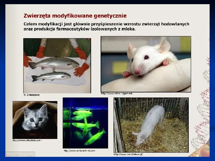 Mutacje w świecie roślin i zwierząt - Slide 11