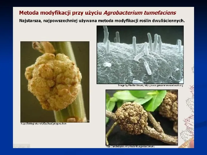 Mutacje w świecie roślin i zwierząt - Slide 14