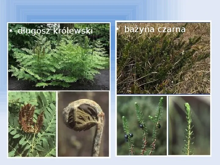 Słowiński Park Narodowy - Slide 19