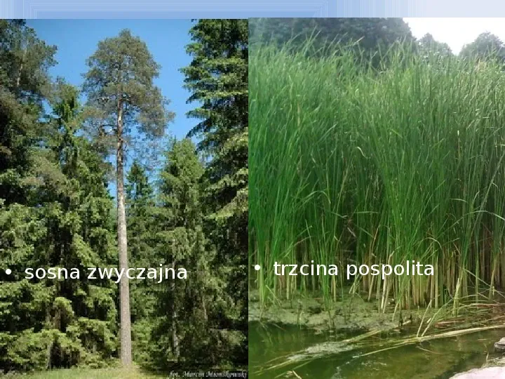 Słowiński Park Narodowy - Slide 21