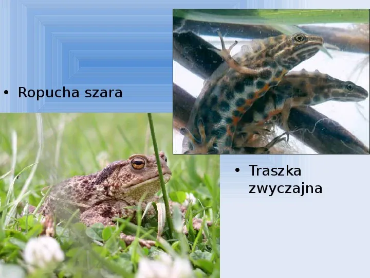 Słowiński Park Narodowy - Slide 25