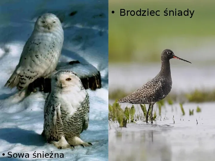 Słowiński Park Narodowy - Slide 27