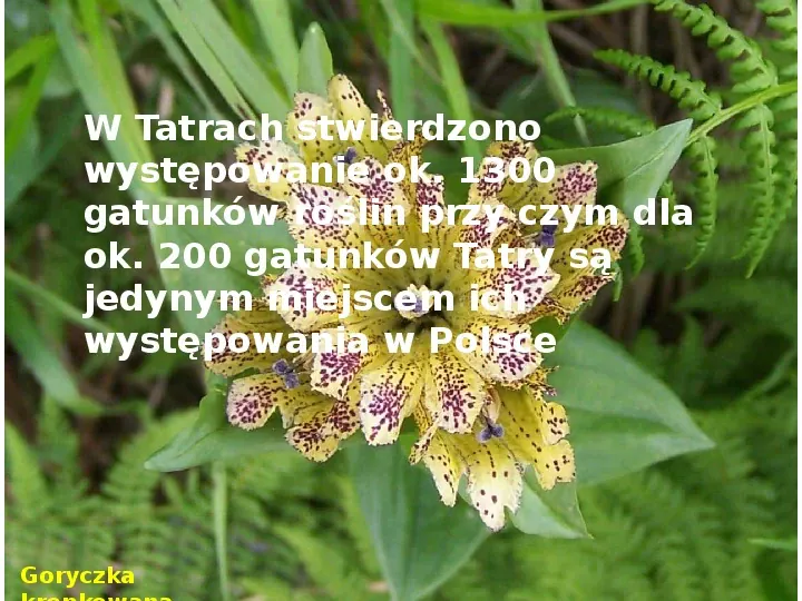 Tatry polskie - Slide 7